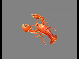 cartoon lobster - sea shrimp - crab 3D Model