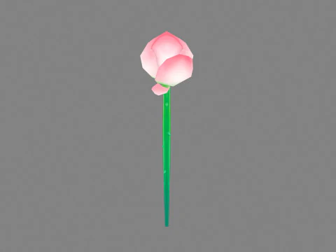 A lotus bud - Cartoon lotus 3D Model