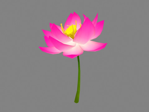 A purple lotus - Cartoon lotus - Open stamens 3D Model
