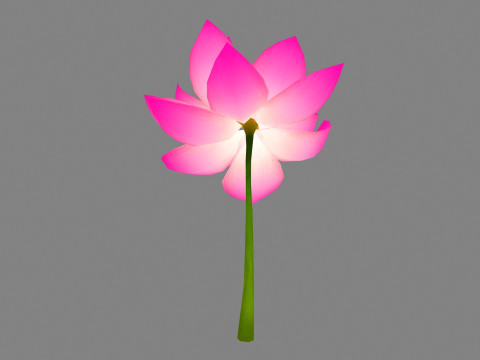 A purple lotus - Cartoon lotus - Open stamens 3D Model