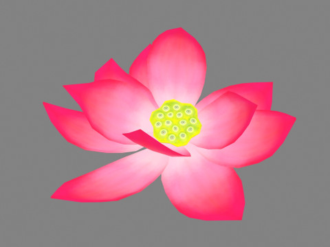 A red lotus - Cartoon lotus - Open stamens Modelo 3D