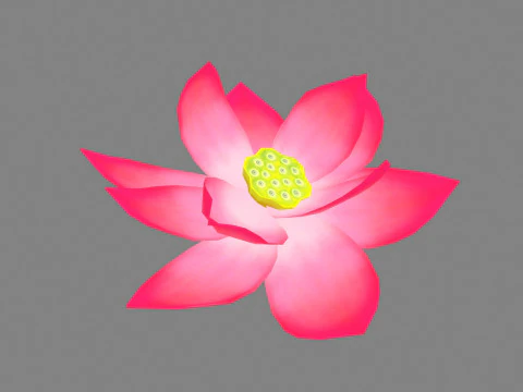 A red lotus - Cartoon lotus - Open stamens 3D Model
