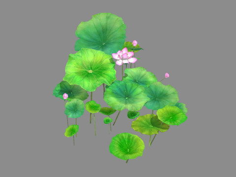 Cartoon lotus flowers and lotus leaves - A 3D 모델