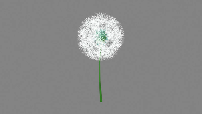 Bola benih kartun - Biji Dandelion - Biji Taraxacum Model 3D .c4d .max .obj .3ds .fbx .stl .blend 