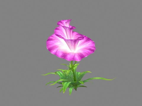 Purple morning glory - cartoon flower plant - trumpet flower 3D Модель