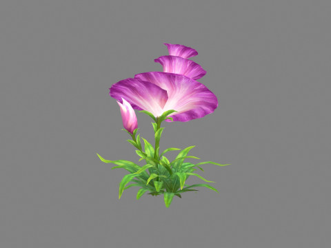 Purple morning glory - cartoon flower plant - trumpet flower Model 3D