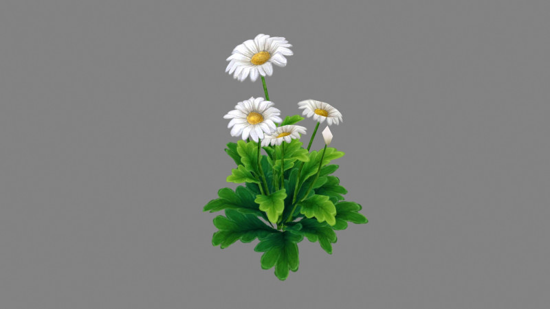 Cartoon daisies plant - white flower - daisy - chrysanthemum 3D Модель .c4d .max .obj .3ds .fbx .stl .blend 