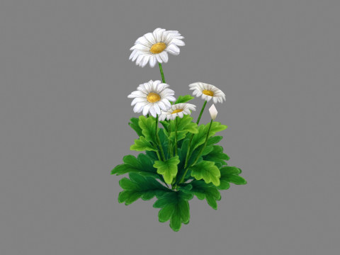 Cartoon daisies plant - white flower - daisy - chrysanthemum 3Dモデル