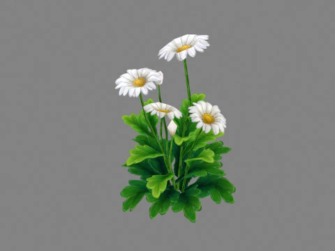 Cartoon daisies plant - white flower - daisy - chrysanthemum 3D Model