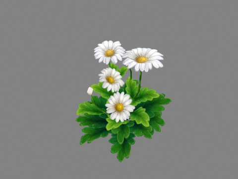 Cartoon daisies plant - white flower - daisy - chrysanthemum 3D Модель