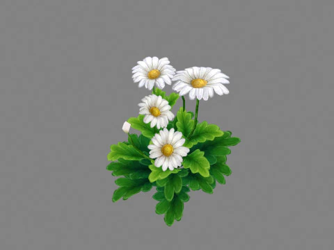 Cartoon daisies plant - white flower - daisy - chrysanthemum 3D Model