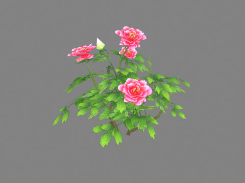 A rose plant Low-poly 3D 模型