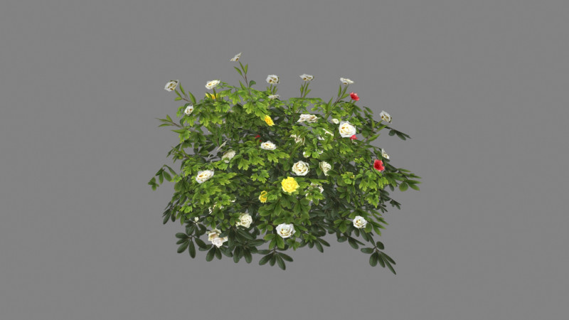 Cartoon white rose bushes Low-poly 3D Model .c4d .max .obj .3ds .fbx .stl .blend