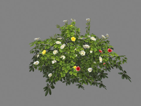 Cartoon white rose bushes Low-poly 3D Model