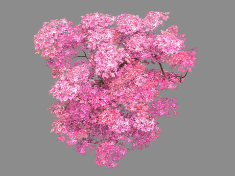 A peach blossom tree - big - Cherry blossom trees - sakura 3D Model