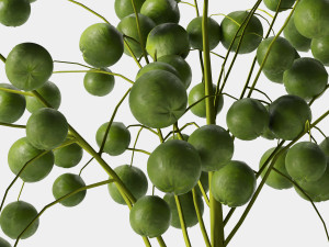 plant indoor 05 3D Model