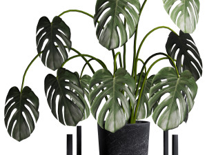 Plant Collection 02 3D Model