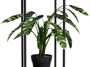 Plant Collection 02 3D Model