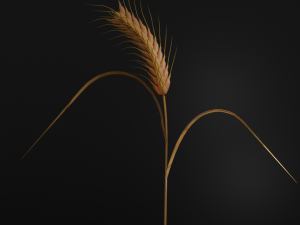 wheat 3D 모델