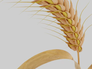 wheat 3D Model