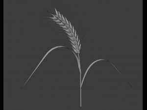 wheat 3D 모델