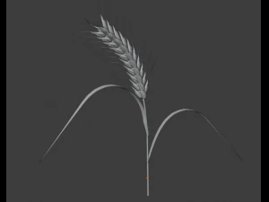 wheat 3D Model