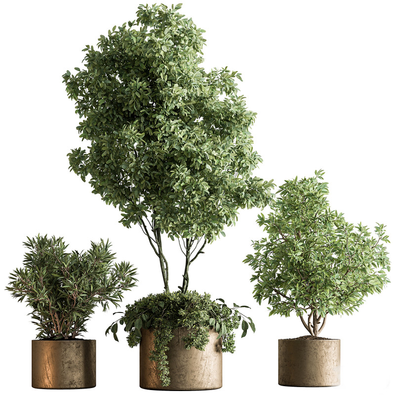Indoor Plant 64 3D Модель .c4d .max .obj .3ds .fbx .stl .blend 