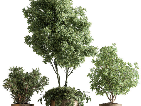 Indoor Plant 64 3D 모델