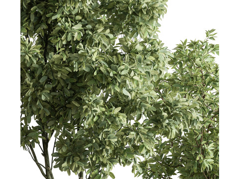 Indoor Plant 64 3D Модель