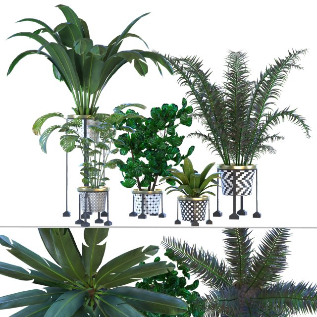 plants vol 01 Modelo 3D .c4d .max .obj .3ds .fbx .stl .blend 