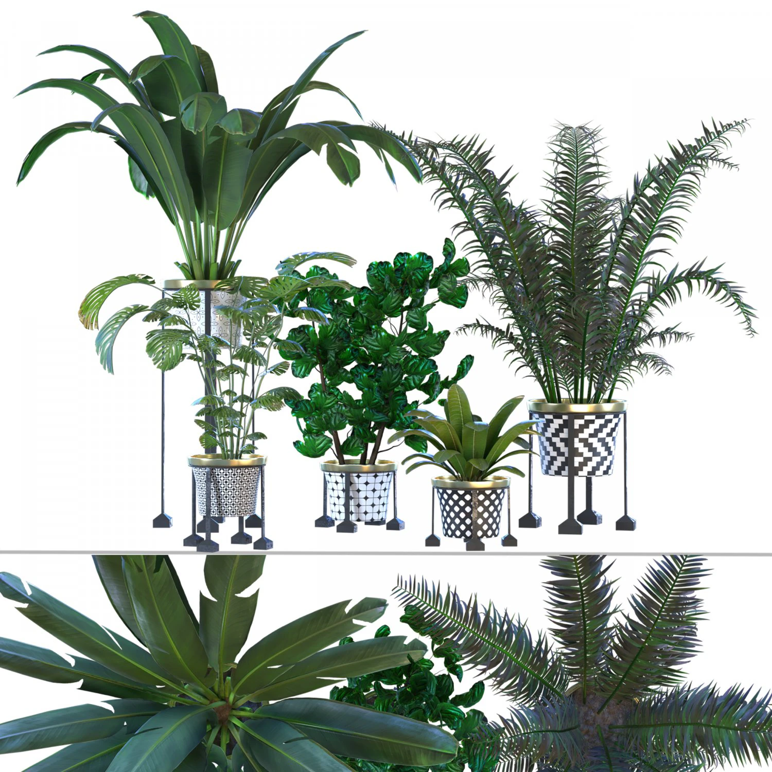 plants vol 01 3D Model .c4d .max .obj .3ds .fbx .stl .blend 