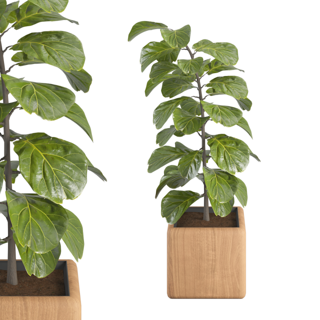 Plant No 1 - fiddle-leaf fig Modello 3D .c4d .max .obj .3ds .fbx .stl .blend 
