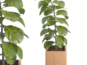 Plant No 1 - fiddle-leaf fig 3D-Modell
