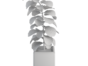 Plant No 1 - fiddle-leaf fig Modello 3D