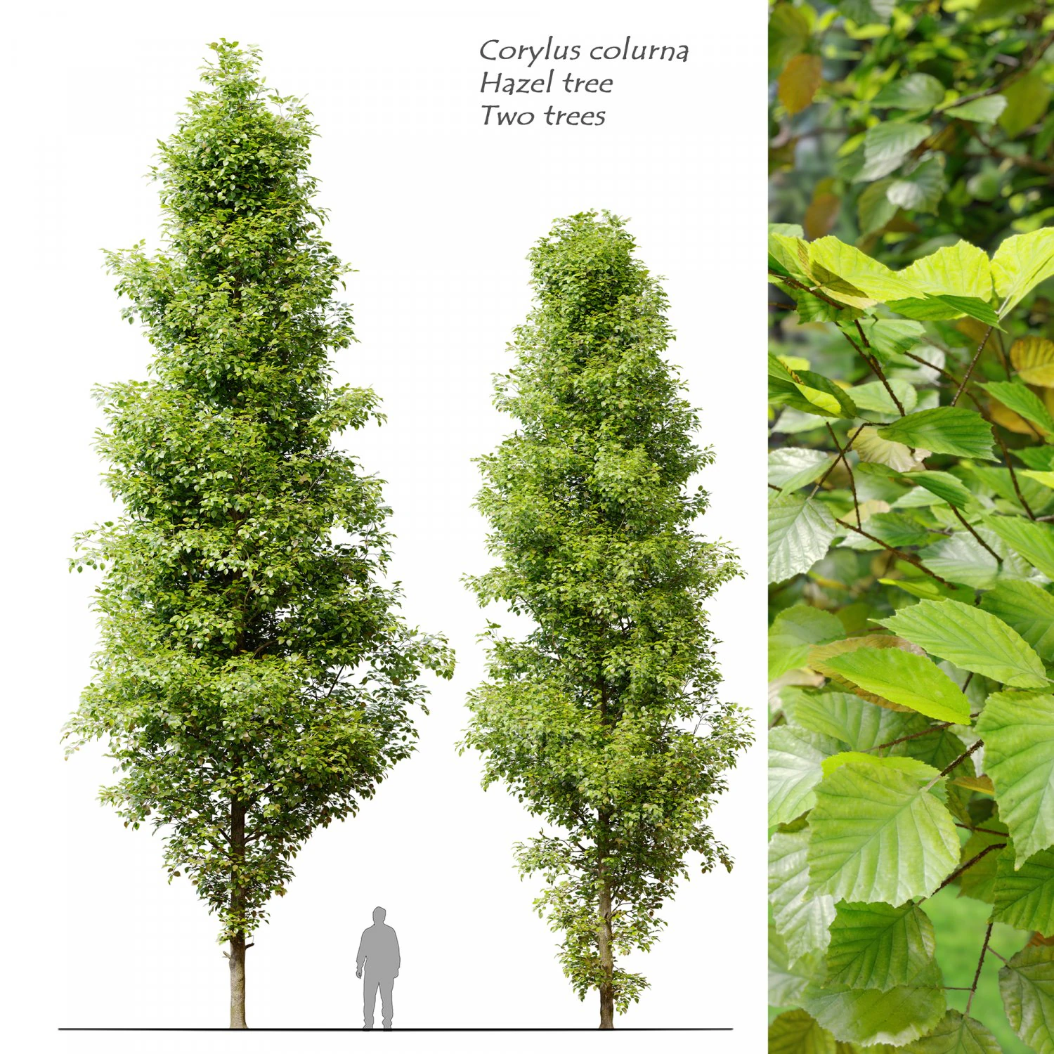 corylus colurna - hazel tree 3D Model .c4d .max .obj .3ds .fbx .stl .blend 