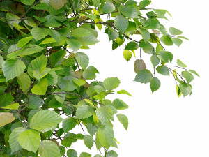 corylus colurna - hazel tree 3D Model