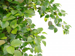 corylus colurna - hazel tree 3D Model
