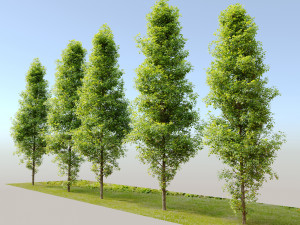corylus colurna - hazel tree 3D Model