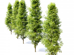 corylus colurna - hazel tree 3D Model