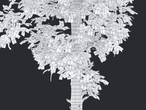 corylus colurna - hazel tree 3D Model