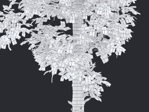 corylus colurna - hazel tree 3D Model