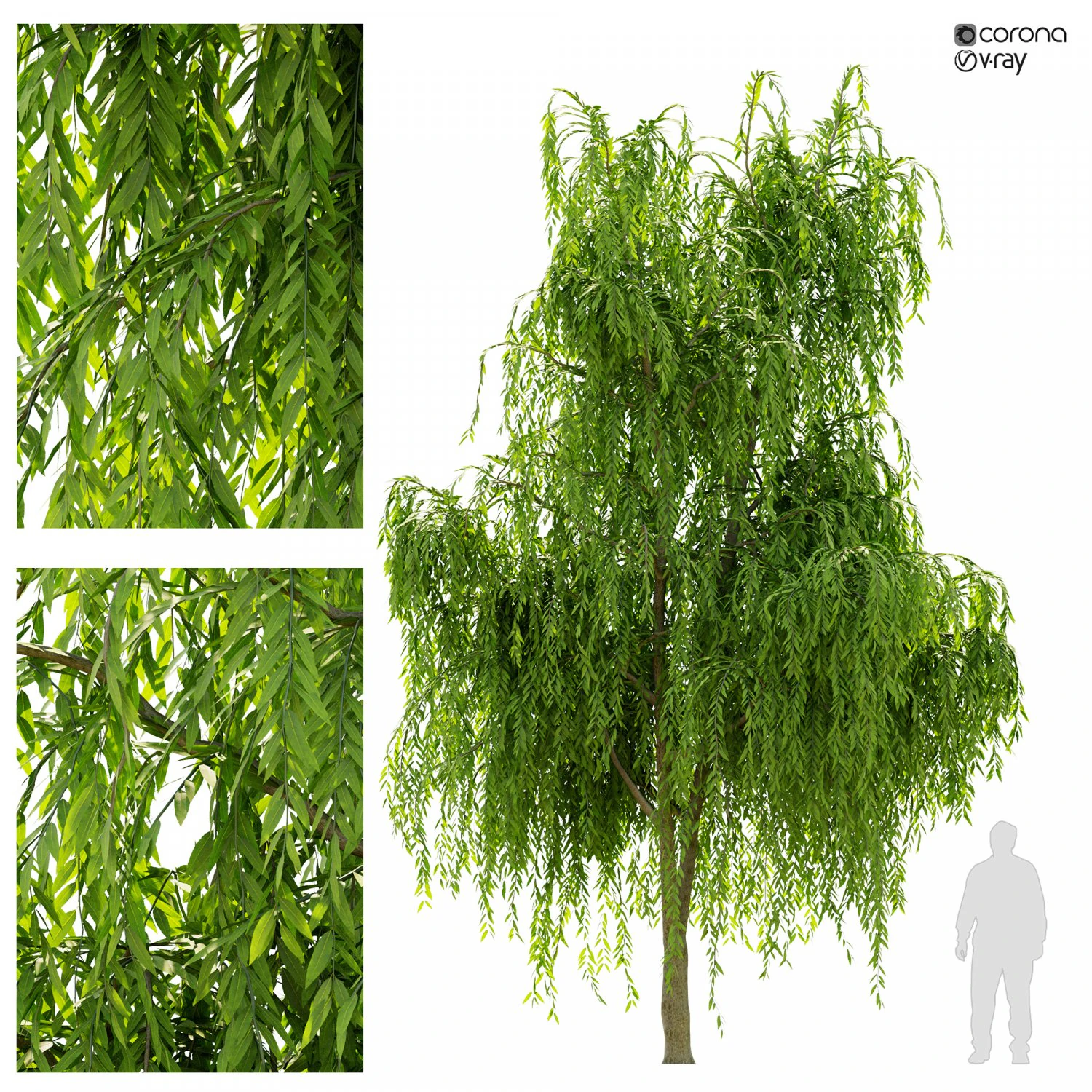 weeping willow1 3D Model .c4d .max .obj .3ds .fbx .stl .blend 