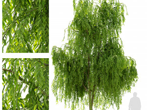 weeping willow1 3D Model