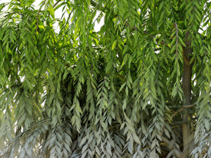 weeping willow1 Modelo 3D