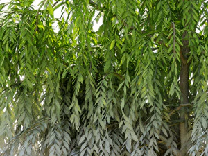 weeping willow1 3D Model