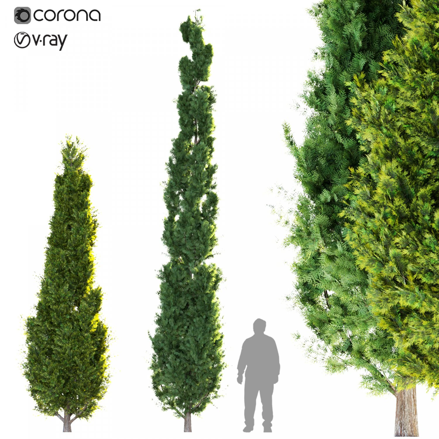 two cypress tree 3D Model .c4d .max .obj .3ds .fbx .stl .blend