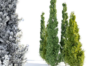two cypress tree 3D Model