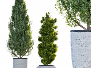 two pine in flower pot 3D Model