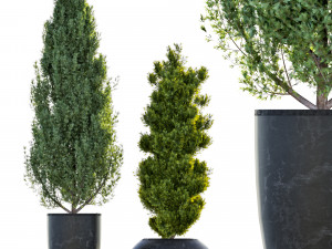 two pine in flower pot Modelo 3D