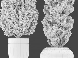two pine in flower pot 3D Model